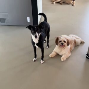 Kenny Sebastian Instagram - What a day in heaven feels like.

Finally got to meet @audiphotography & @wander_leen 6 babies.

Jäger, Bruno, Whisky, Diesel, Glen and Scotch.

Lot of petting, licking and one lint roller later, I am still yearning for more time with all of them ♥️

#dogs #home #doggieheaven #familypack #bengaluru