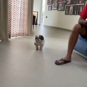 Kenny Sebastian Instagram - What a day in heaven feels like.

Finally got to meet @audiphotography & @wander_leen 6 babies.

Jäger, Bruno, Whisky, Diesel, Glen and Scotch.

Lot of petting, licking and one lint roller later, I am still yearning for more time with all of them ♥️

#dogs #home #doggieheaven #familypack #bengaluru