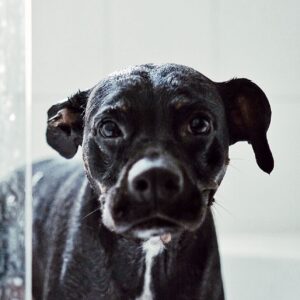 Keone Madrid Instagram - Since September 29, at 2:15pm there’s been an immense hole left in our hearts when our first doggy, best friend, and baby boy crossed the rainbow bridge at 14 years old.  It’s impossible to articulate the amount of love we have for him, or this unforeseen amount of pain we feel with his passing.  I actually don’t even remember a life without my best friend… every day, every habit, and every moment will have to be relearned.  Until then we’ll keep thinking about all the beautiful people that felt his unconditional love and gave him love… and how he inspired us yet again with his perfect last day.  How the clouds parted and the sunlight gently filled our living room.  How the subtlest breeze was the only sound that filled our quiet home.  How time stood still, rewound, and fast forwarded all in the same moment.  Cocoboy — our boy, our old man… you did it.  You beat so many obstacles.  You lived a beautiful life.  We’ll miss you dearly, think of you always, and love you forever.

Cocoboy’s last day (some of these moments captured above):
7am morning walk with Baloo and Daddy
730am breakfast
8am playtime with Baloo, Numah and Daddy
830am goodbye kisses for Numah before she walks to school
1030am trip to the beach with Mommy and Daddy
12pm a bath from Mommy
1230pm broccoli treats from Mommy
1pm a dance party with Daddy and Mommy
145pm a nice nap
2pm a string cheese treat during my nap
215pm a peaceful, quiet, and beautiful forever sleep