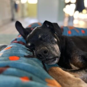Keone Madrid Instagram - Since September 29, at 2:15pm there’s been an immense hole left in our hearts when our first doggy, best friend, and baby boy crossed the rainbow bridge at 14 years old.  It’s impossible to articulate the amount of love we have for him, or this unforeseen amount of pain we feel with his passing.  I actually don’t even remember a life without my best friend… every day, every habit, and every moment will have to be relearned.  Until then we’ll keep thinking about all the beautiful people that felt his unconditional love and gave him love… and how he inspired us yet again with his perfect last day.  How the clouds parted and the sunlight gently filled our living room.  How the subtlest breeze was the only sound that filled our quiet home.  How time stood still, rewound, and fast forwarded all in the same moment.  Cocoboy — our boy, our old man… you did it.  You beat so many obstacles.  You lived a beautiful life.  We’ll miss you dearly, think of you always, and love you forever.

Cocoboy’s last day (some of these moments captured above):
7am morning walk with Baloo and Daddy
730am breakfast
8am playtime with Baloo, Numah and Daddy
830am goodbye kisses for Numah before she walks to school
1030am trip to the beach with Mommy and Daddy
12pm a bath from Mommy
1230pm broccoli treats from Mommy
1pm a dance party with Daddy and Mommy
145pm a nice nap
2pm a string cheese treat during my nap
215pm a peaceful, quiet, and beautiful forever sleep
