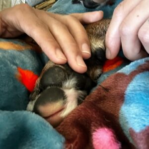 Keone Madrid Instagram - Since September 29, at 2:15pm there’s been an immense hole left in our hearts when our first doggy, best friend, and baby boy crossed the rainbow bridge at 14 years old.  It’s impossible to articulate the amount of love we have for him, or this unforeseen amount of pain we feel with his passing.  I actually don’t even remember a life without my best friend… every day, every habit, and every moment will have to be relearned.  Until then we’ll keep thinking about all the beautiful people that felt his unconditional love and gave him love… and how he inspired us yet again with his perfect last day.  How the clouds parted and the sunlight gently filled our living room.  How the subtlest breeze was the only sound that filled our quiet home.  How time stood still, rewound, and fast forwarded all in the same moment.  Cocoboy — our boy, our old man… you did it.  You beat so many obstacles.  You lived a beautiful life.  We’ll miss you dearly, think of you always, and love you forever.

Cocoboy’s last day (some of these moments captured above):
7am morning walk with Baloo and Daddy
730am breakfast
8am playtime with Baloo, Numah and Daddy
830am goodbye kisses for Numah before she walks to school
1030am trip to the beach with Mommy and Daddy
12pm a bath from Mommy
1230pm broccoli treats from Mommy
1pm a dance party with Daddy and Mommy
145pm a nice nap
2pm a string cheese treat during my nap
215pm a peaceful, quiet, and beautiful forever sleep