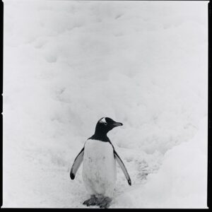 Kerry Bishé Instagram - PENGUIN APPRECIATION DAY. these brave and hilarious, resilient and friendly creatures are a downright inspiration. some facts: though flightless, they are the fastest swimming bird. penguins can drink seawater. their tuxedos work as camouflage underwater and also make them great dates for black tie events.
