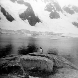Kerry Bishé Instagram - PENGUIN APPRECIATION DAY. these brave and hilarious, resilient and friendly creatures are a downright inspiration. some facts: though flightless, they are the fastest swimming bird. penguins can drink seawater. their tuxedos work as camouflage underwater and also make them great dates for black tie events.