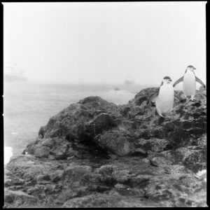 Kerry Bishé Instagram - PENGUIN APPRECIATION DAY. these brave and hilarious, resilient and friendly creatures are a downright inspiration. some facts: though flightless, they are the fastest swimming bird. penguins can drink seawater. their tuxedos work as camouflage underwater and also make them great dates for black tie events.