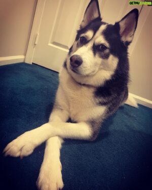 Kevin Kiley Jr. Instagram - Don’t act like he isn’t staring right through you. - #KrossemUpPup