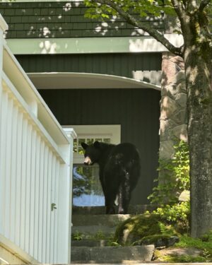 Kevin O'Leary Instagram - Five minutes ago out side of my office window. This mama bear came by after she heard about the @realdonaldtrump Supreme Court decision, she was concerned that it might affect her bitcoin portfolio. I assured her they are not correlated and she moved on!