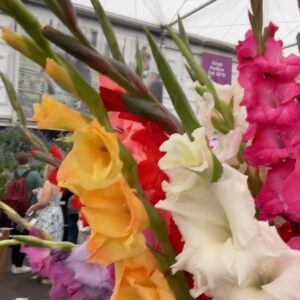Kevin O'Leary Instagram - @barbaracorcoran can’t understand why my garden always wins the first prize but I admire her for trying to compete. I’m disclosing my secret. I buy my bulbs at the #rhschelseaflowershow It’s the biggest event for gardening in the world. Now you know how I do it!