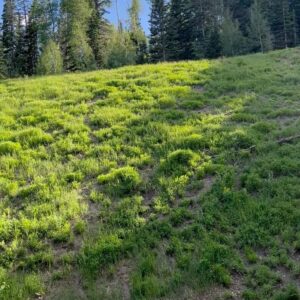 Kevin Sorbo Instagram - Utah mountains summertime