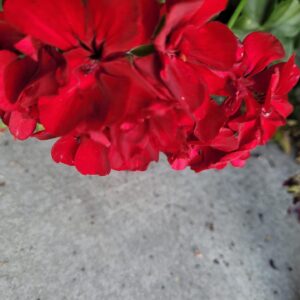 Khaled Abol Naga Instagram - I keep observing flowers 🙏🧚‍♂️🧚‍♀️🧚