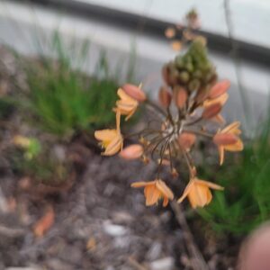 Khaled Abol Naga Instagram - I keep observing flowers 🙏🧚‍♂️🧚‍♀️🧚
