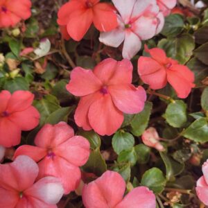 Khaled Abol Naga Instagram - I keep observing flowers 🙏🧚‍♂️🧚‍♀️🧚