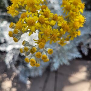 Khaled Abol Naga Instagram - I keep observing flowers 🙏🧚‍♂️🧚‍♀️🧚