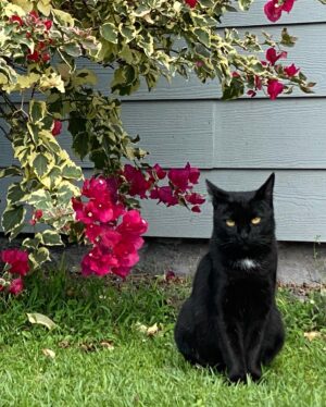 Kiki Sukezane Instagram - Bye Bye JIJI〜😭
ばいばいジジ
頑張れよ

私も頑張るわ💪

あ〜　さみし
Love you〜

#catlife#blackcat#thebigisland#luckytolivehawaii