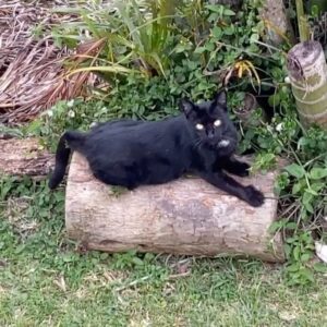 Kiki Sukezane Instagram - Bye Bye JIJI〜😭
ばいばいジジ
頑張れよ

私も頑張るわ💪

あ〜　さみし
Love you〜

#catlife#blackcat#thebigisland#luckytolivehawaii