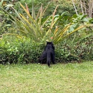Kiki Sukezane Instagram - Bye Bye JIJI〜😭
ばいばいジジ
頑張れよ

私も頑張るわ💪

あ〜　さみし
Love you〜

#catlife#blackcat#thebigisland#luckytolivehawaii