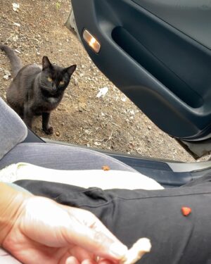 Kiki Sukezane Instagram - Bye Bye JIJI〜😭
ばいばいジジ
頑張れよ

私も頑張るわ💪

あ〜　さみし
Love you〜

#catlife#blackcat#thebigisland#luckytolivehawaii