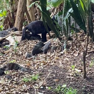 Kiki Sukezane Instagram - Bye Bye JIJI〜😭
ばいばいジジ
頑張れよ

私も頑張るわ💪

あ〜　さみし
Love you〜

#catlife#blackcat#thebigisland#luckytolivehawaii