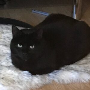 Kikki Danielsson Instagram - Har inte sett min Max sen jag kom hem😳
Han la ner en fångad levande mus i min färdigpackade resväska🐭Har Ingen bra känsla i magen, han kan vara instängd nånstans el påkörd å ligger i ett dike😩