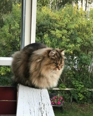 Kikki Danielsson Instagram - Den här paranta Ladyn kom t mig 2012😻Igår kväll var hon ordentligt orolig, jamade å skulle klättra på Allt! Jag vet att hon Inte gillar kyla, men det gick Inte att få ut henne🥵”Jaha, nu blir hon sjuk lagom t jul” tänkte jag. Allt upprepades ikväll med samma beteende😵‍💫Jag höll på m tvättmaskinen, när Primadonnan hoppar upp å sätter sig i vasken å börjar PINKA😱Hon var rumsren när hon kom 2012, å jag har Aldrig sett henne göra nåt inomhus!!
Kontentan i detta är: NU är det RIKTIGT KALLT i Bollnäs🥶Måste kolla kattluckan nere, så den inte är insnöad😳Spännande forts blir det🫣