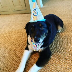 Kim Delaney Instagram - #karmaforacure #aussie #hbd #bud