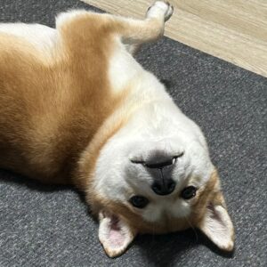 Kim Jae-hyun Instagram - 덕배🐕
.
.
.
#엔플라잉 #NFlying #김재현 #반려견 #덕배 #성은 #김씨 #그래서 #김덕배 #왜냐하면 #내가 #김재현이라서 #딸랑구 #근황