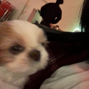 Kim Jae-wook Instagram - 🐶