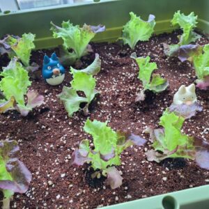 Kim Ji-hyun Instagram - 식목?일 맞이🌱 ㅎㅎㅎ
