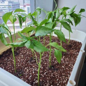 Kim Ji-hyun Instagram - 식목?일 맞이🌱 ㅎㅎㅎ