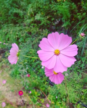 Kim Joon Instagram - #알파카 치카치카 #카레 먹고서 이를닦자 치카치카 치카카카카 #초록 #풍뎅이 🌻