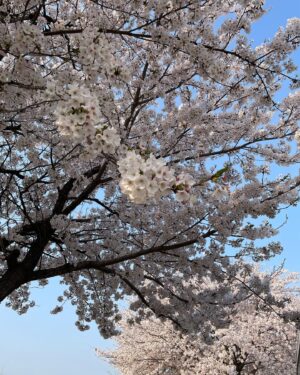 Kim Min-ki Instagram - 🌸