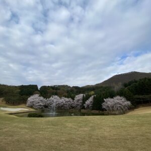 Kim Rae-won Instagram - 사계절 벚꽃이 있으면 좋겠어요
#지산cc #지산리조트