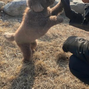 Kim Soo-ro Instagram - 몇일전 .....
조조와 산책.
몇일전.......
10기들과 발레수업 후 수건돌리기.
오늘..........
 스모크 총막공.

큰사랑 감사드립니다.
늘 범사에 감사........