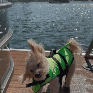Kimberly Guerrero Instagram - Swipe for the cutest baby shark