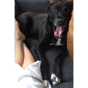 Kimberly Laferriere Instagram - Bien peinard. ☕️🐶 Lazy Sunday