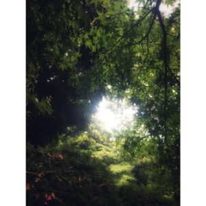 Kimberly Laferriere Instagram - Japanese Maple Tokyo Japan 6.6.2019