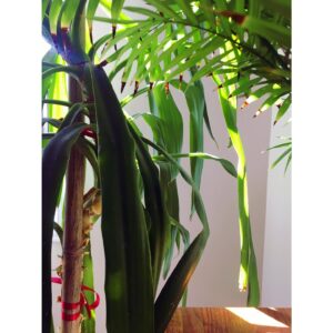 Kimberly Laferriere Instagram - simple things that make me happy💚✨