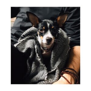 Kimberly Laferriere Instagram - Hipster Dog @bloemtaco @lodewijkv 🐶💕