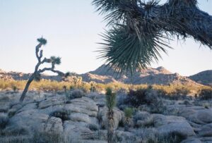 Kimie Tsukakoshi Instagram - Neverending desert photos thanks to @miamilnes