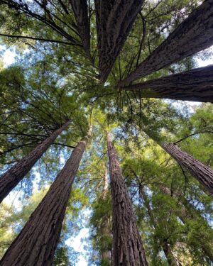 Kirsten Nelson Instagram - Happy 150th, #ArborDay!! You’re a toddler in redwood years!

The best to plant a tree was 20 years ago. The second best day is today… 💚🌳💚