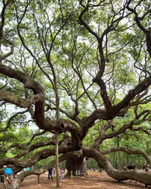 Kirsten Nelson Instagram - This #AngelOak. A southern Live Oak. Possibly 400-500 years old. Possibly more. This picture couldn’t capture its breadth, this lasting living monument to history and life itself. So I stood beneath her and thanked her and felt her power. Visited this beauty last week outside Charleston, SC. Honoring her again this #earthday. 🌳