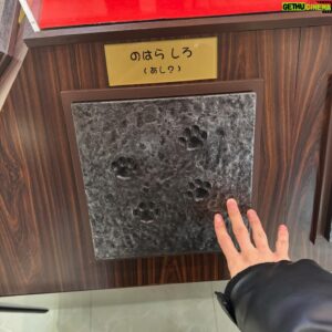 Kondo Yohdi Instagram - 去年の11月の写真です。時差投稿。

最近クレヨンしんちゃんのグッズとかが
かわいくて買っちゃうから、
また春日部行きたいなーってなってる。

いつも駿太とか優雅に写真撮ってもらうのに
いつ投稿されるんですかこれ！って
ちょっと怒られるので気まずいです。
がんばります。だからたくさんコメントください。

ワンマンライブまであと5日。