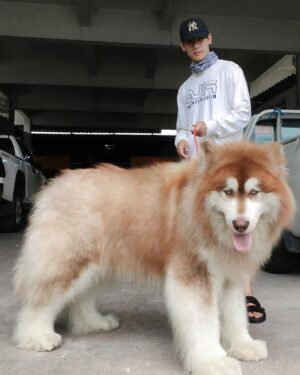 Korn Khunatipapisiri Instagram - My new son 🦁 ผมมีความฝันอีกอย่างหนึ่งตั้งแต่เด็ก ว่าอยากจะมีลูกชายตัวใหญ่ๆ และวันนี้ ผมพร้อมที่จะดูแลเขาแล้ว 😊👍 อยู่ด้วยกันไปนานๆนะลูกน้าาาา #อย่าไปกินตัวอื่นนะลูก