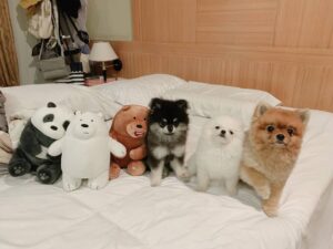 Korn Khunatipapisiri Instagram - อยากได้ต้องได้ ครบทีม We D.Dog 🤣 รักกันมากๆนะลูก หมีแพนด้า หมีขั้วโลก หมีภูเขา 😊☺