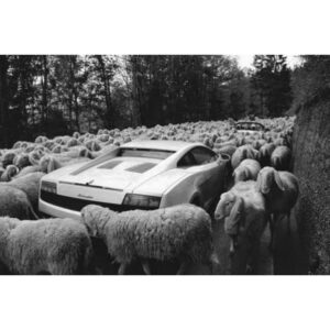 Kota Eberhardt Instagram - Currently #thealchemist #deySleepininTheStreets #plentyofsheep #showmeashepherd