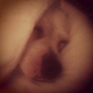 Kristen Johnston Instagram - Pinky snuggling.
