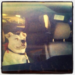 Kristen Johnston Instagram - Pinky comes to work with me everyday, EXHAUSTED from the naps & attention.