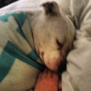 Kristen Johnston Instagram - Every am, Pinky likes a good swaddling. I swear, I love this damn dog.