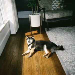 Kristina Reyes Instagram - home is where you are 🐕 #柴犬 #35mm