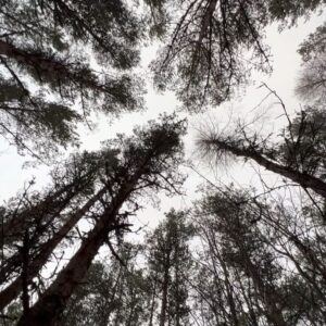 Krysty Wilson-Cairns Instagram - Perfect Spot. Pyramids, Picasso, pines, personal attacks… phaggis.
