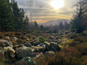 Krysty Wilson-Cairns Instagram - Scottish Pastoral (didn’t see any royals)